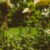 Rośliny pnące na pergolę – romantyczne przejścia wśród zieleni