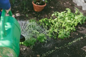 Ogród w stylu skandynawskim – prostota i naturalność na lodowym tle