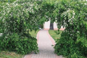 Rośliny aromatyczne – własne zioła na przyprawy i herbaty