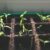 WILCZOMLECZ CZERWONY — Euphorbia spieniłem
